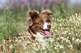 BORDER COLLIE 415